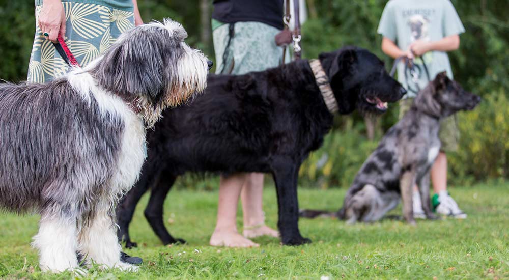 Hundeschule Pirate-Dogs Lübeck - Gruppenkurs mit drei Mensch-Hund-Paaren