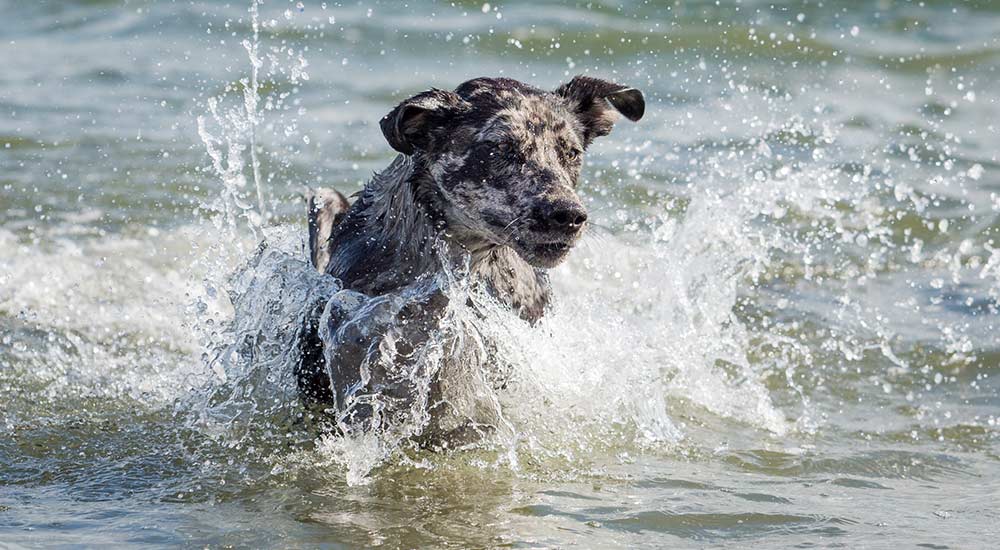 Hundeschule Pirate-Dogs Lübeck - Hund tobt in der Ostsee