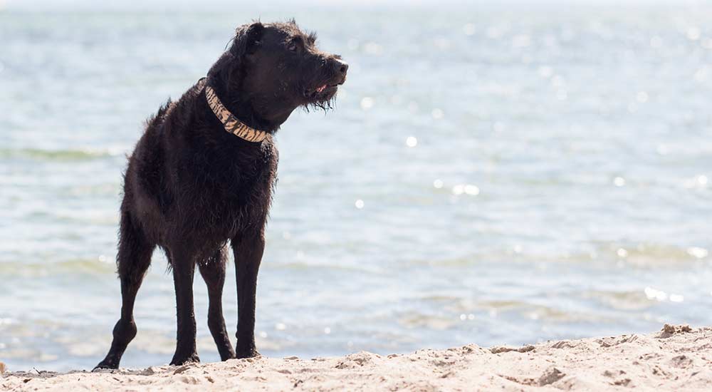 Hundeschule Pirate-Dogs Lübeck - Hund steht am Ostseestrand