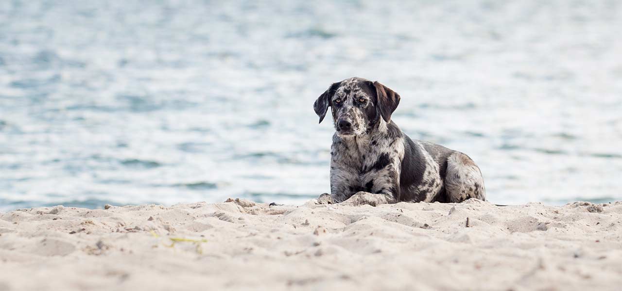 Hundetrainerin Silvia Steding mit Motte